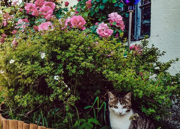 Apartment Stoanerhof